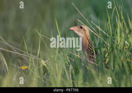 Re di quaglie - Wachtelkönig - Crex crex, Russia (Jekaterinburg), Adulto nasconde nella prateria Foto Stock