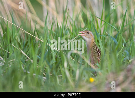 Re di quaglie - Wachtelkönig - Crex crex, Russia (Jekaterinburg), Adulto nasconde nella prateria Foto Stock