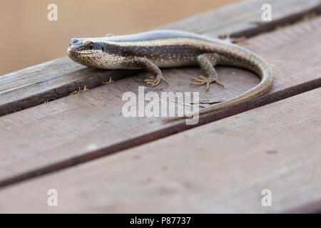 African Striped Skink (Trachylepis striata) appoggiato sulla terrazza in legno Foto Stock