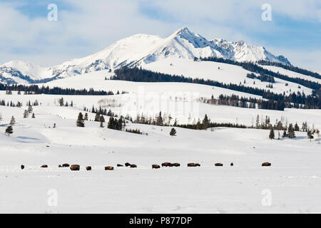 American Bison (Bison bison) herd grazing in snow-covered Yellowstone National Park Foto Stock
