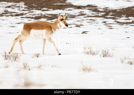 Pronghorn (Antilocapra americana) a piedi nella neve al Parco Nazionale di Yellowstone Foto Stock