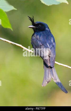 Crested Drongo (Dicrurus forficatus) Guardando sopra la spalla. Foto Stock