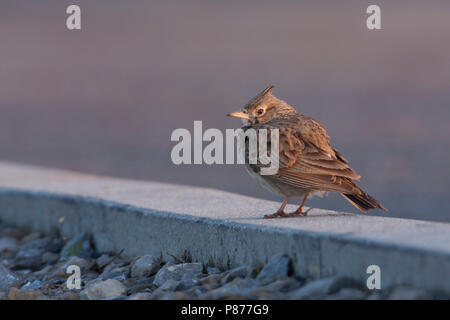 Crested Lark - Haubenlerche - Galerida cristata ssp. cristata, Germania, per adulti Foto Stock