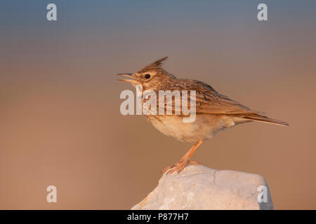 Crested Lark, Kuifleeuwerik, Galerida cristata ssp. meridionalis, Croazia, per adulti Crested Lark, Kuifleeuwerik, Galerida cristata ssp. meridionalis, Croazia, per adulti
