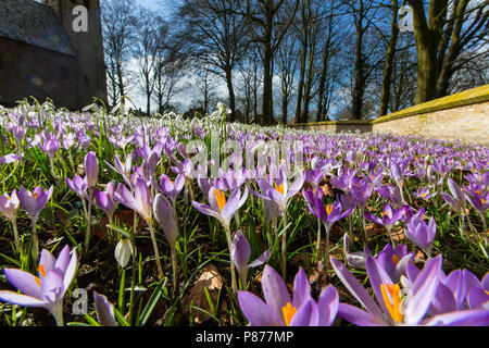 Bloeiende Boerenkrokus, fioritura precoce Crocus Foto Stock