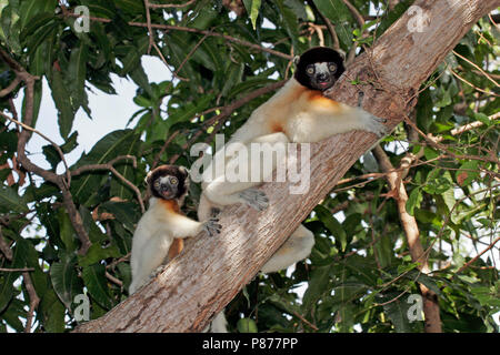 Kroonsifaka, coronata sifaka, Propithecus coronatus Foto Stock