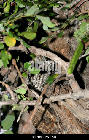 Cipro assiolo (Otus cyprius) sono ' appollaiati in un albero di olivo su Cipro. Foto Stock