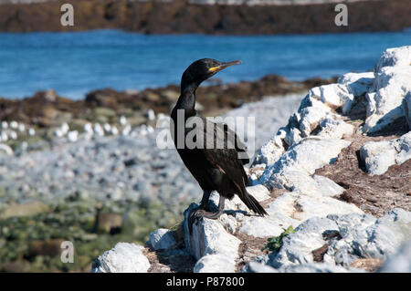 Phalacrocorax aristotelis. Hornøya, Vardø, Norvegia. Foto Stock