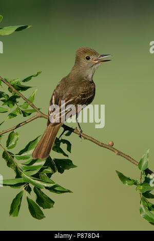 Adulto Harris Co., TX Giugno 2005 Foto Stock