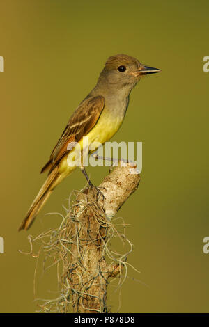 Adulto Harris Co., TX Giugno 2005 Foto Stock