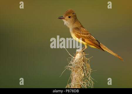 Adulto Harris Co., TX Giugno 2005 Foto Stock