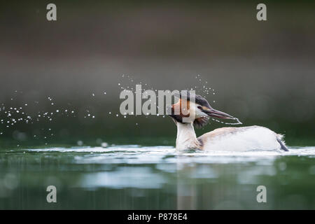 Svasso maggiore - Haubentaucher - Podiceps cristatus ssp. cristatus, Germania, per adulti Foto Stock
