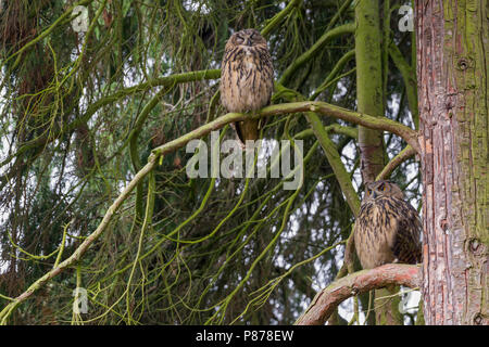 Grande Gufo Reale - Uhu - Bubo bubo ssp. bubo, Germania, per adulti Foto Stock