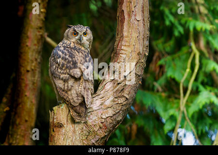 Grande Gufo Reale - Uhu - Bubo bubo ssp. bubo, Germania Foto Stock