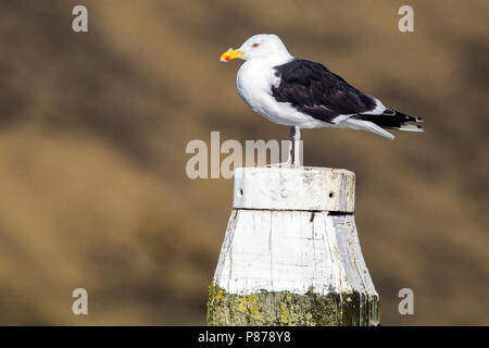 Maggiore nero-backed Gull permanente per adulti; Grote Mantelmeeuw staand adulti Foto Stock