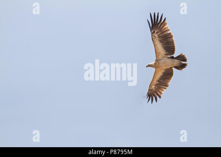 Maggiore Spotted Eagle - Schelladler - Aquila clanga var. fulvescens, Kazakistan, immaturi Foto Stock