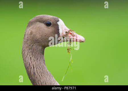 Maggiore bianco-fronteggiata Goose - Anser albifrons ssp. albifrons, Germania, per adulti Foto Stock