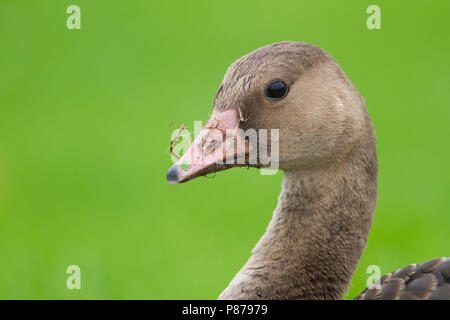 Maggiore bianco-fronteggiata Goose - Anser albifrons ssp. albifrons, Germania, 1cy Foto Stock