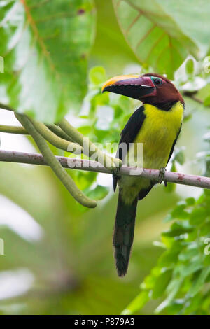 Aracari verde (Pteroglossus viridis) è uno dei più piccoli membri della famiglia toucan. Foto Stock