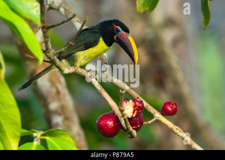 Aracari verde (Pteroglossus viridis) è uno dei più piccoli membri della famiglia toucan. Foto Stock