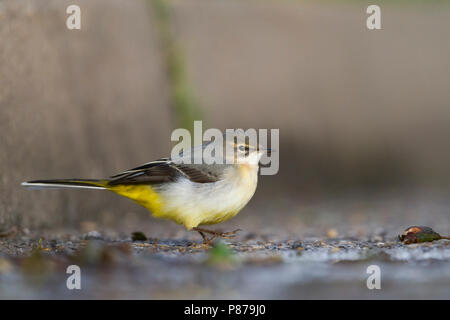 Grigio - Wagtail Gebirgsstelze - Motacilla cinerea ssp. cinerea, Germania, 1cy Foto Stock