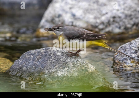 Grote Gele Kwikstaart; grigio Wagtail; Motacilla cinerea melanope Foto Stock
