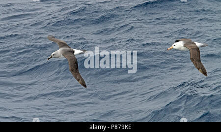 A testa grigia Albatross, Thalassarche chrysostoma Foto Stock