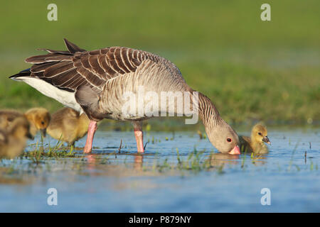 Grauwe Gans ha incontrato jongen, grigio-lag Goose con pulcini Foto Stock