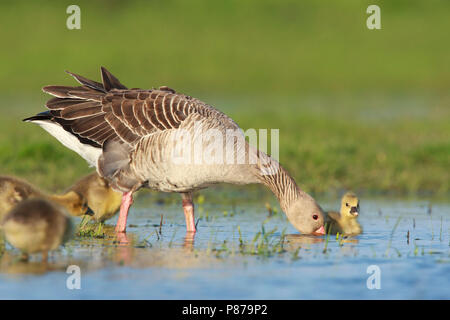 Grauwe Gans ha incontrato jongen, grigio-lag Goose con pulcini Foto Stock