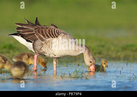 Grauwe Gans ha incontrato jongen, grigio-lag Goose con pulcini Foto Stock