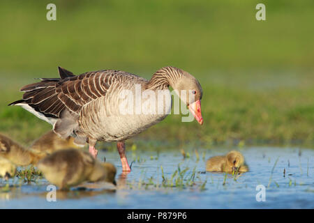 Grauwe Gans ha incontrato jongen, grigio-lag Goose con pulcini Foto Stock