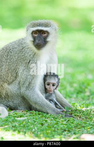 Zuid-Afrikaanse groene Meerkat incontrato jong, Vervet monkey con i giovani Foto Stock