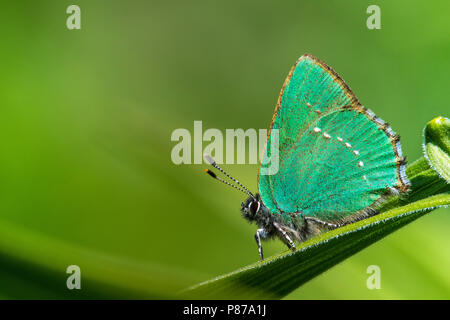 Groentje, Verde Hairstreak, Callophrys rubi, Foto Stock