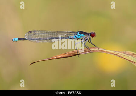 Imago Grote roodoogjuffer; adulti di corporatura robusta Redeye; adulto Red-eye Damselfly Foto Stock