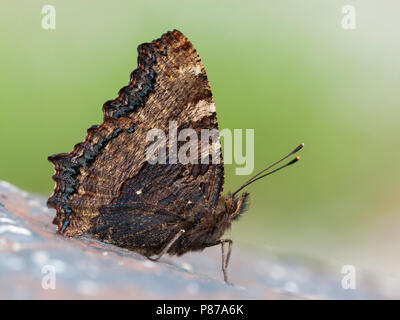 Grote vos / grande tartaruga (Nymphalis polychloros) Foto Stock