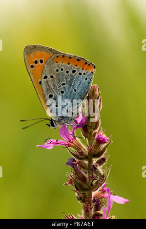 Grote vuurvlinder / Grandi rame (Lycaena dispar batava) Foto Stock