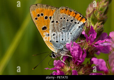 Grote vuurvlinder / Grandi rame (Lycaena dispar batava) Foto Stock