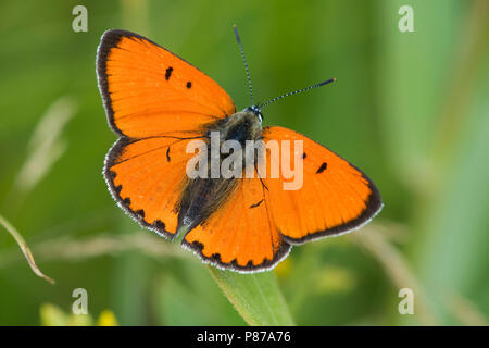 Grote vuurvlinder / Grandi rame (Lycaena dispar batava) Foto Stock