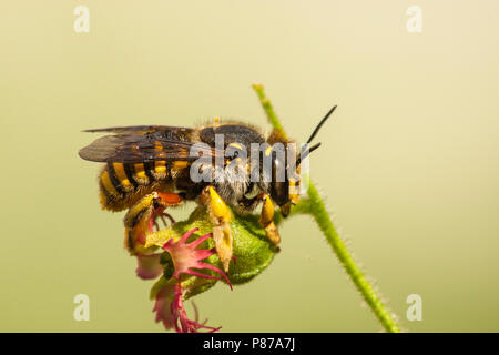 Grote Wolbij, carda lana Bee, Anthidium manicatum Foto Stock