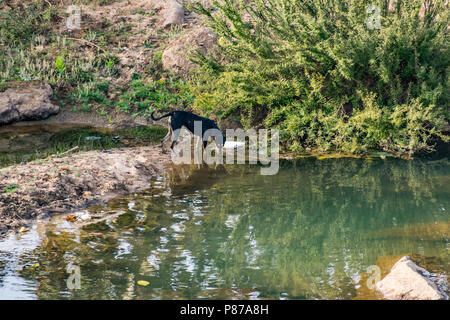 Un dock nero di bere acqua pulita al letto del fiume nei pressi di una piccola città urbana. Foto Stock