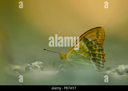 Keizermantels,argento-lavato Fritillaries Foto Stock