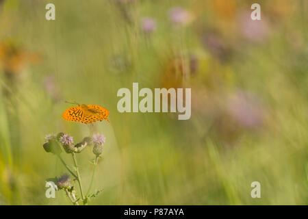 Keizermantels,argento-lavato Fritillaries Foto Stock