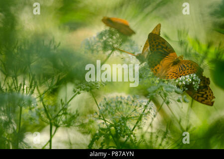 Keizermantels,argento-lavato Fritillaries Foto Stock