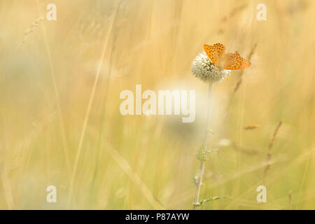 Keizermantels,argento-lavato Fritillaries Foto Stock