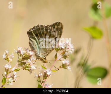 Keizersmantel / argento-lavato Fritillary (Argynnis paphia) Foto Stock