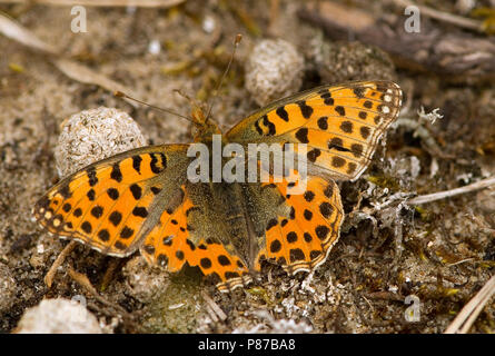 Kleine parelmoervlinder / regina di Spagna Fritillary (Issoria lathonia) Foto Stock