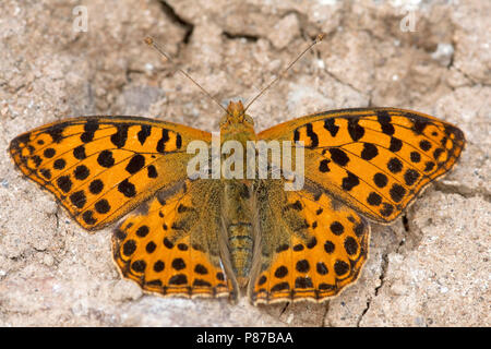 Kleine parelmoervlinder / regina di Spagna Fritillary (Issoria lathonia) Foto Stock