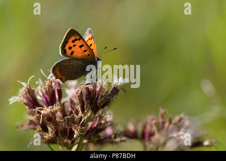 Kleine vuurvlinder / piccolo rame (Lycaena phlaeas) Foto Stock