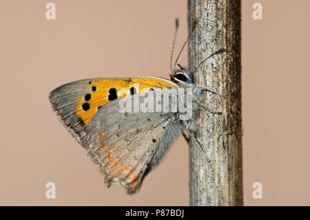 Kleine vuurvlinder / piccolo rame (Lycaena phlaeas) Foto Stock