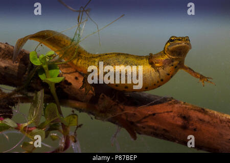 Kleine Watersalamander, tritone comune Foto Stock